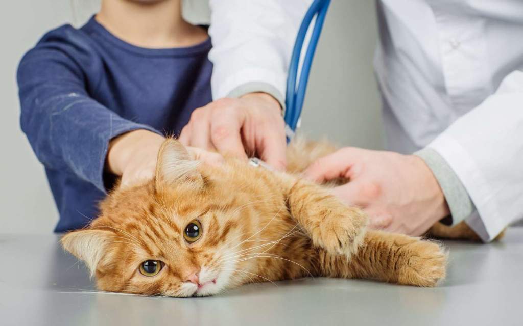 Инфекционные болезни кошек: симптомы, лечение и профилактика - Газета  Земля