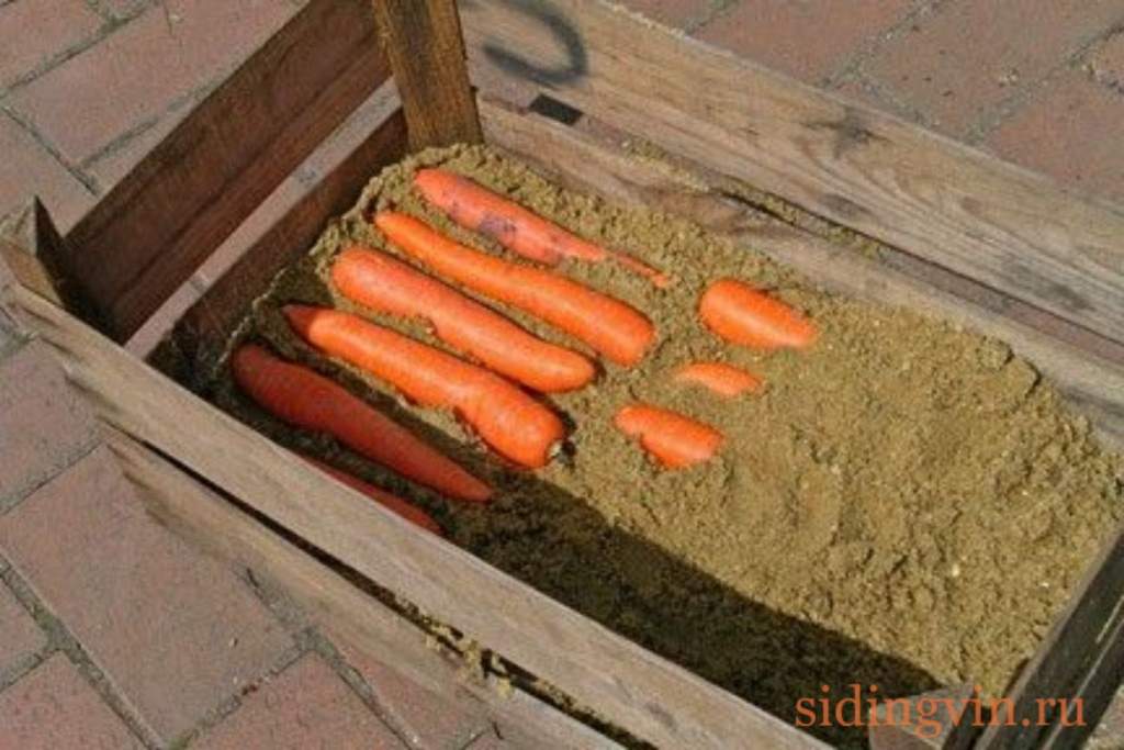 Как хранить морковь в квартире