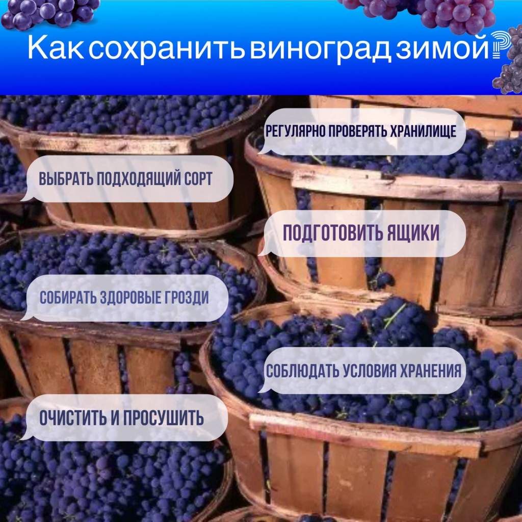 Как сохранить виноград на зиму? - Газета 