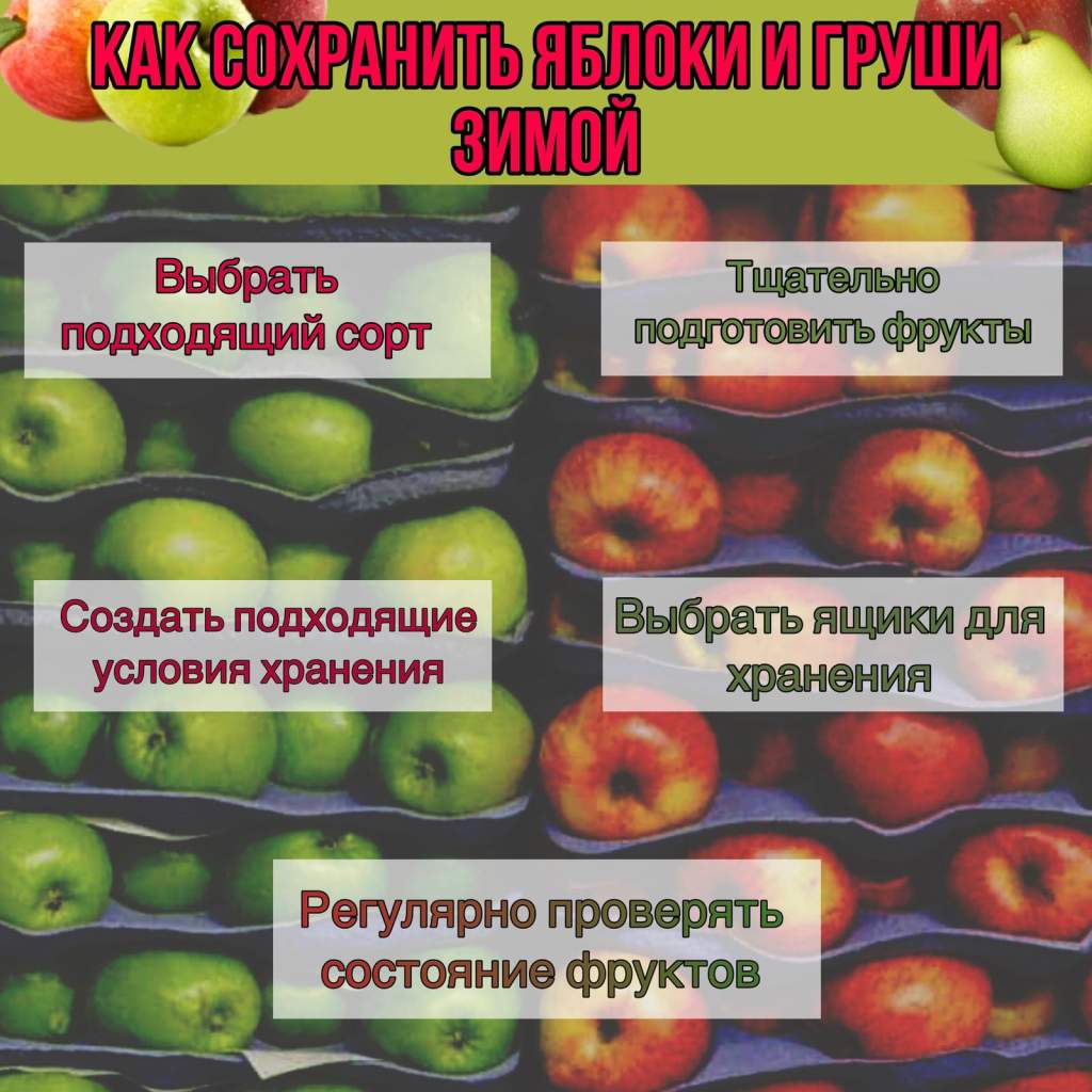 В Россельхозцентре рассказали, как правильно хранить яблоки зимой - Газета  